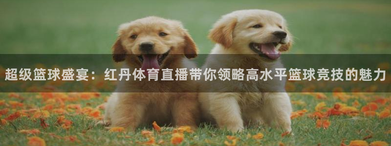 山猫直播体育直播：超级篮球盛宴：红丹体育直播带你领略高水平篮球竞技的魅力